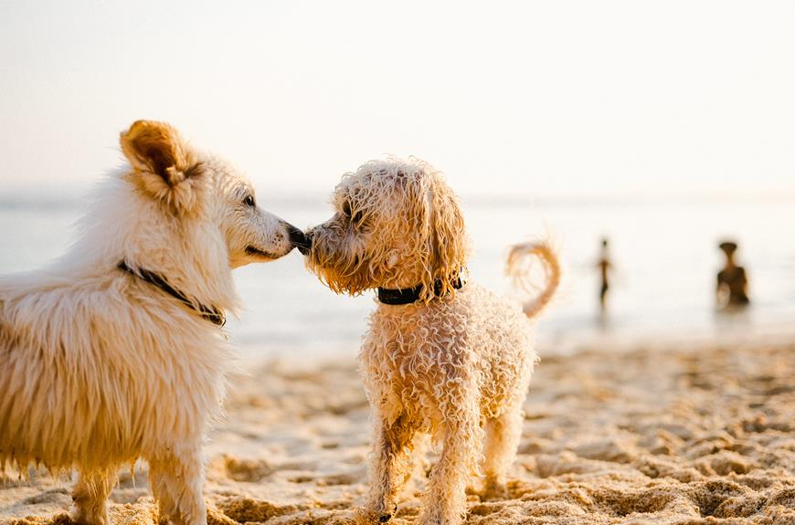 top dog friendly beaches in algarve