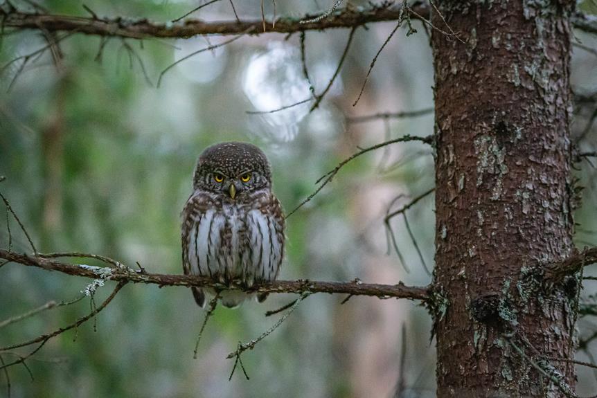 algarve s bird friendly natural parks