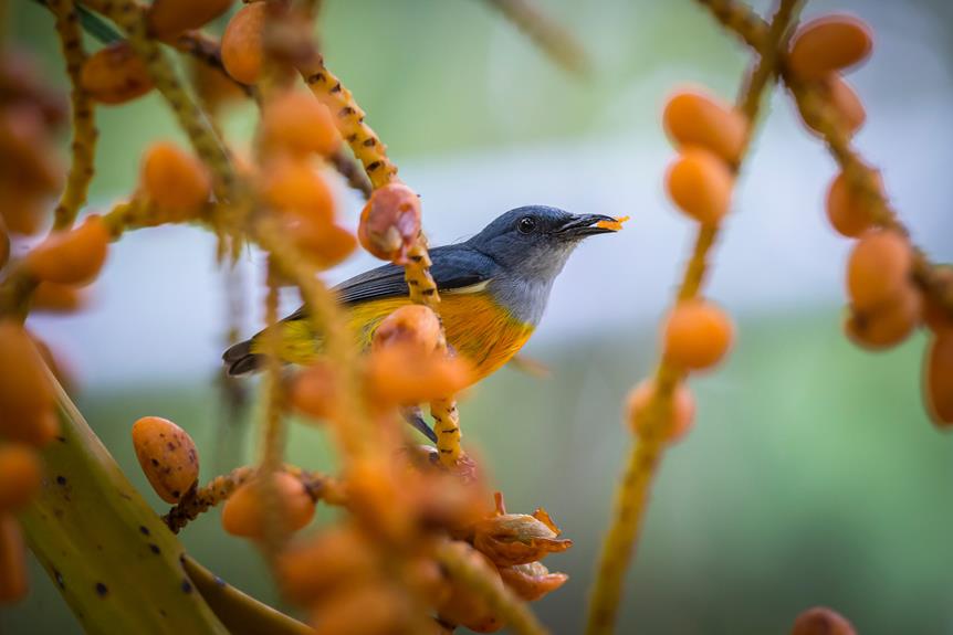 algarve s natural parks bird watching tips